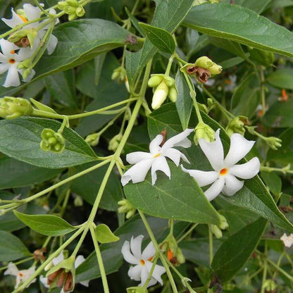  Fragrant White Night Blooming Jasmine Seeds