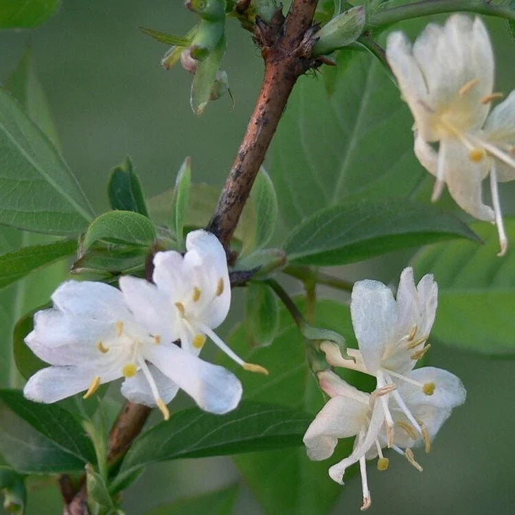 Fragrantissima Lonicera Seeds