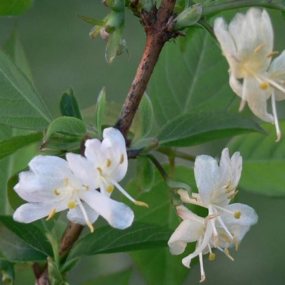 Fragrantissima Lonicera Seeds