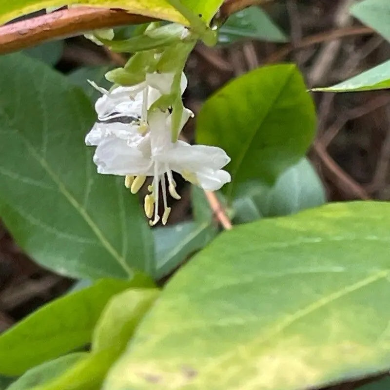 Fragrantissima Lonicera Seeds