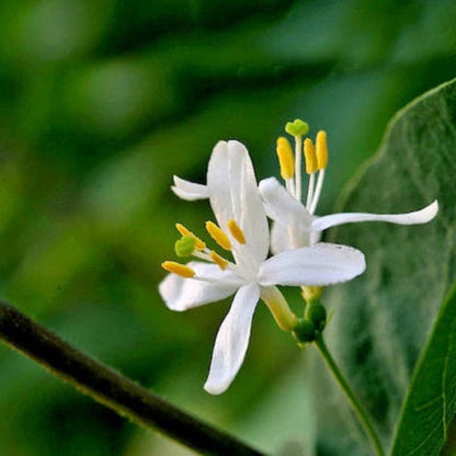 Fragrantissima Lonicera Seeds