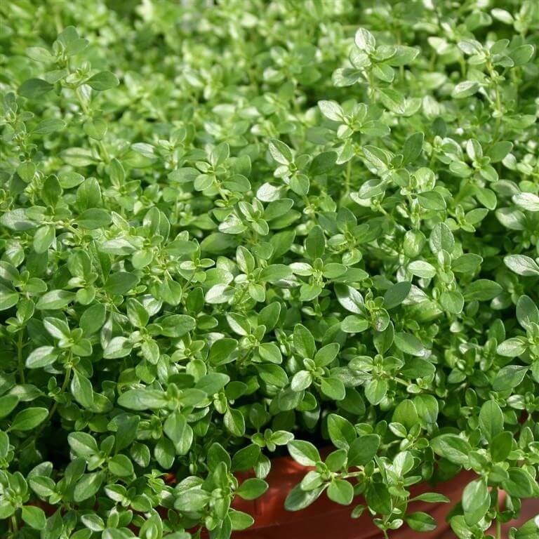 Fragrantissimus Thyme Seeds