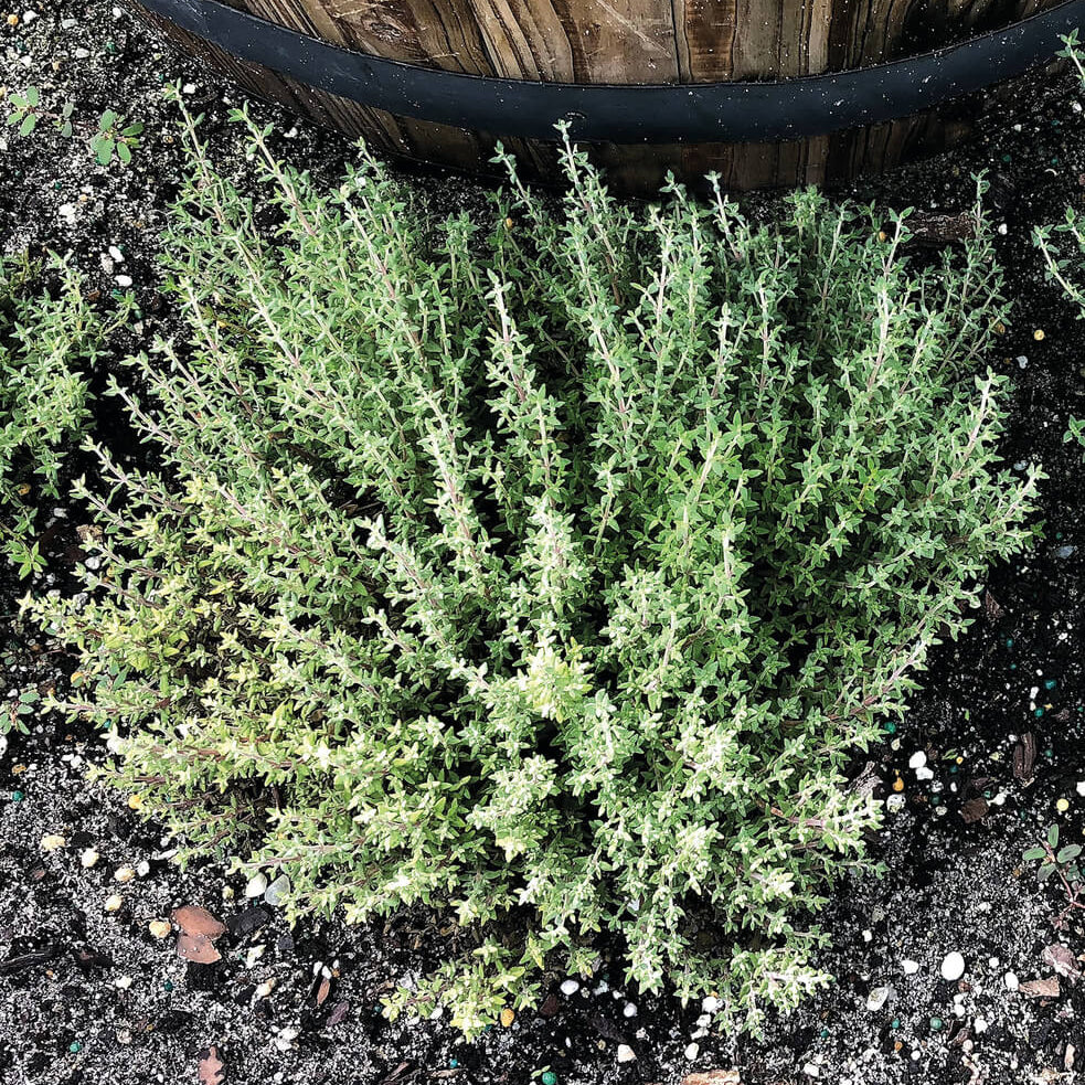 Fragrantissimus Thyme Seeds