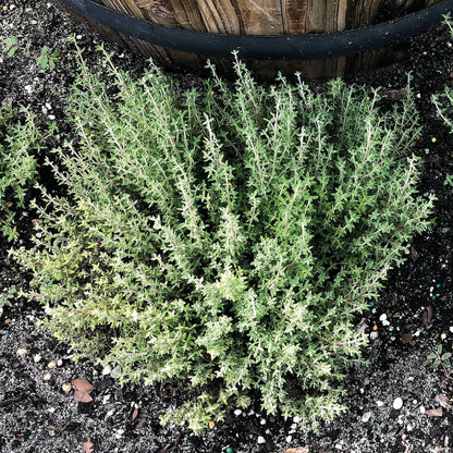 Fragrantissimus Thyme Seeds