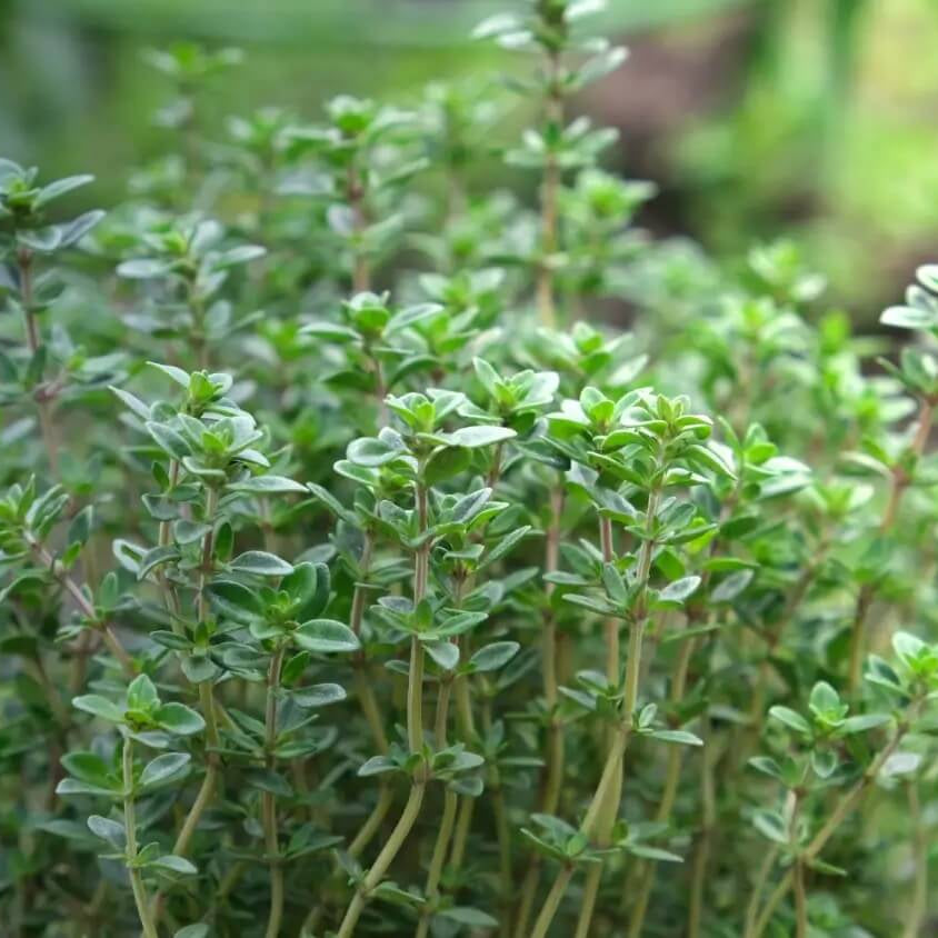 Fragrantissimus Thyme Seeds