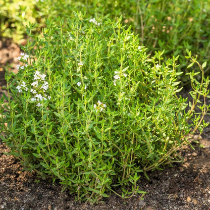 Fragrantissimus Thyme Seeds