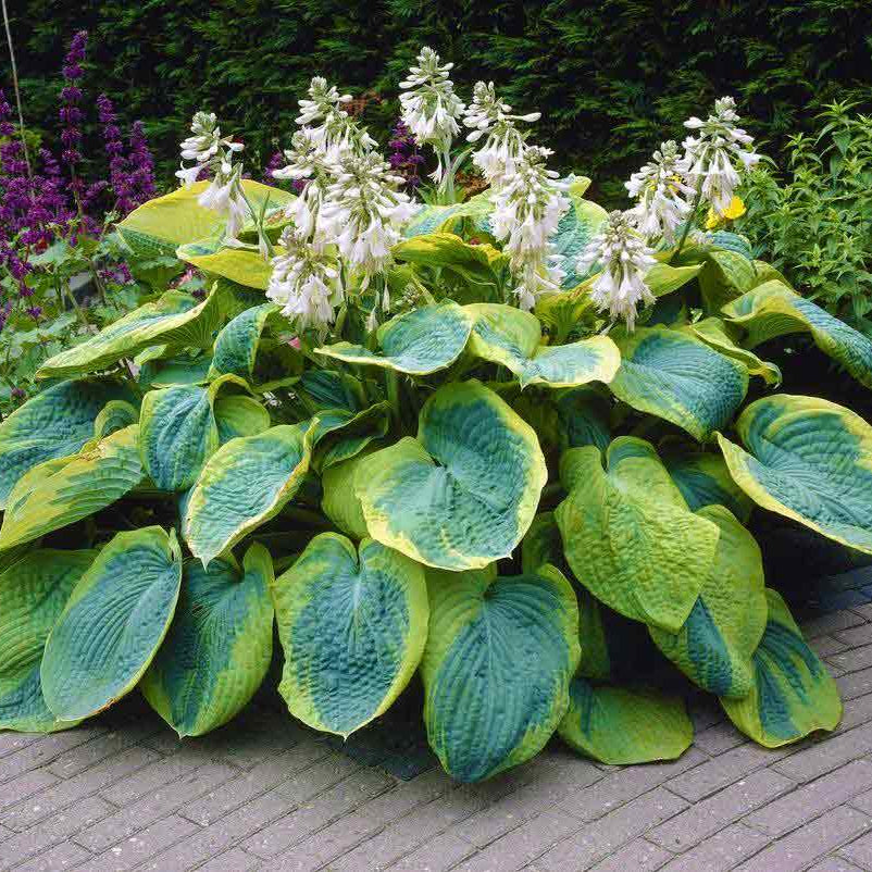 Frances Williams Hosta Seeds