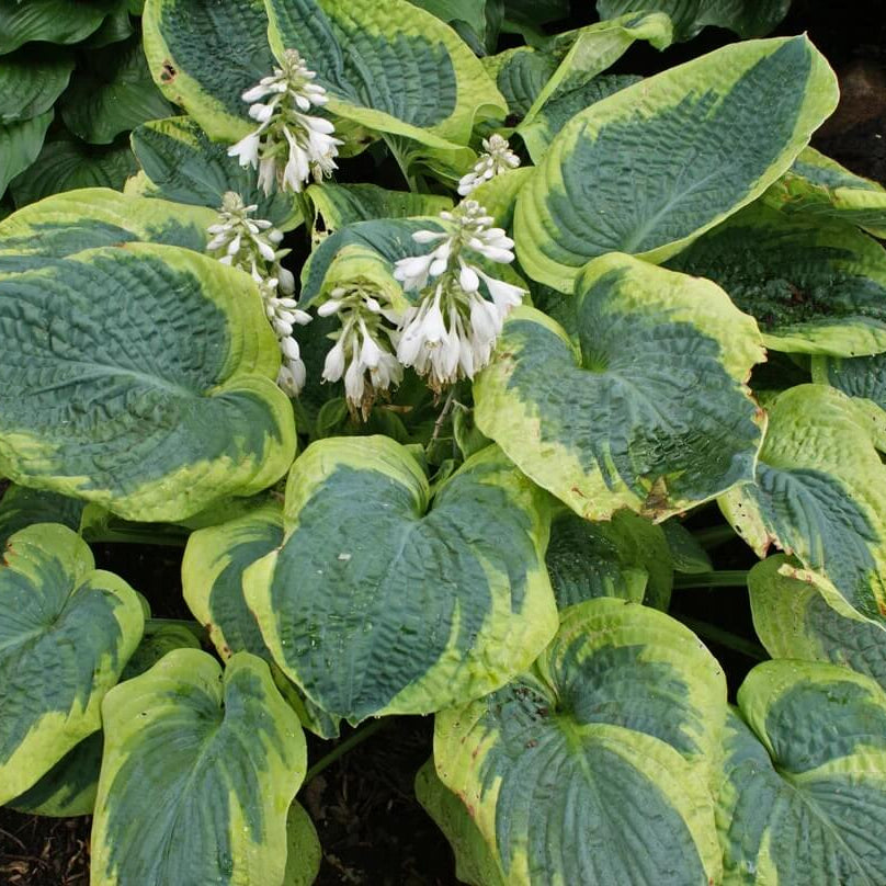 Frances Williams Hosta Seeds