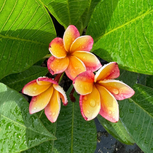 Frangipani Plumeria Seeds - Flower Plant