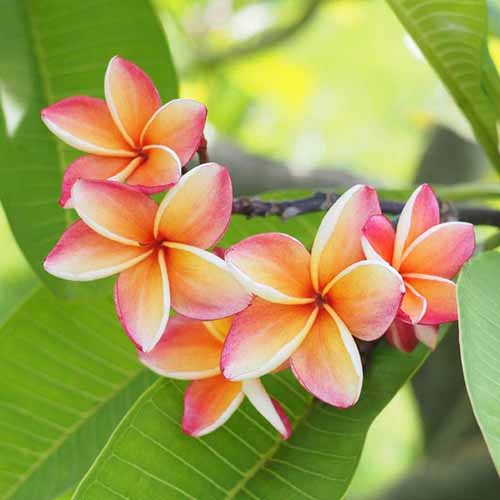 Frangipani Plumeria Seeds - Flower Plant