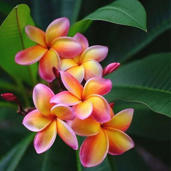 Frangipani Plumeria Seeds - Flower Plant