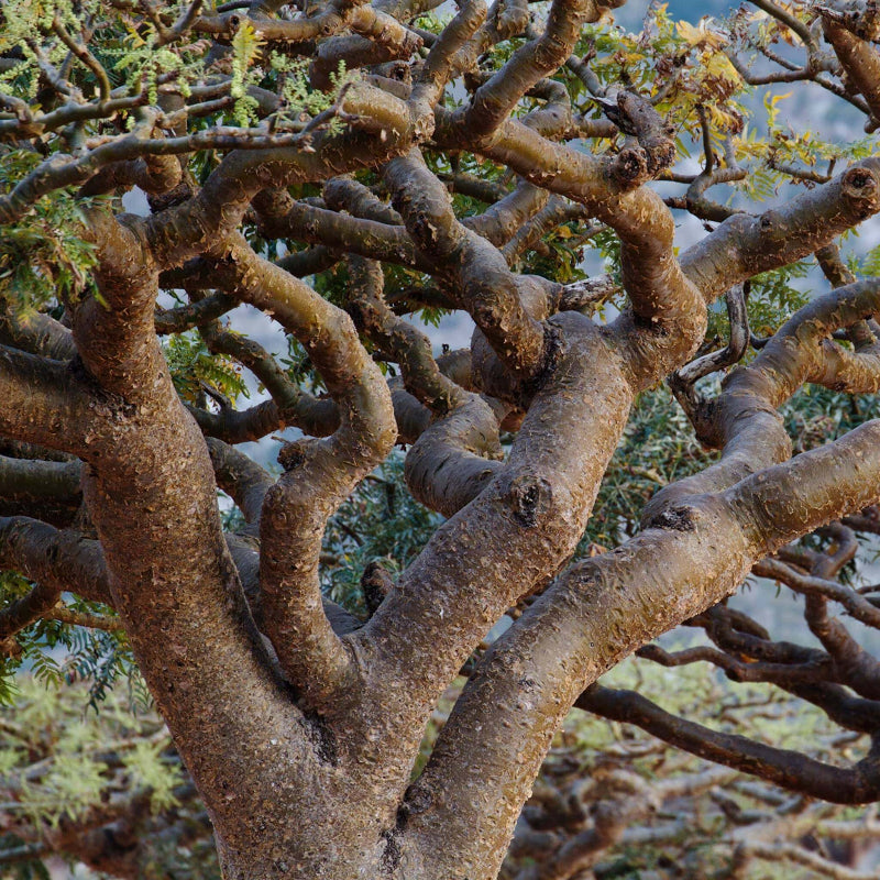 Frankincence Seeds - Tree Seeds for Home Gardens