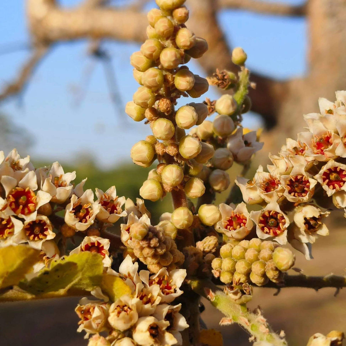Frankincence Seeds - Tree Seeds for Home Gardens