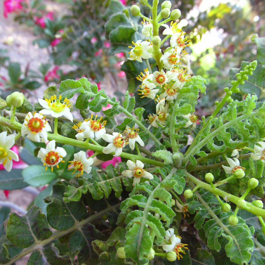 Frankincence Seeds - Tree Seeds for Home Gardens