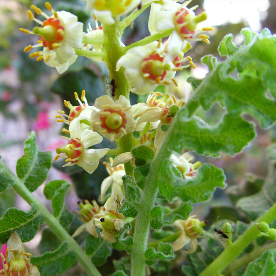 Frankincence Seeds - Tree Seeds for Home Gardens