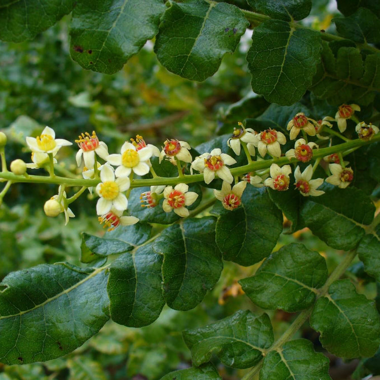 Frankincense Tree Seeds - Tree Plant Seeds for Home Gardens