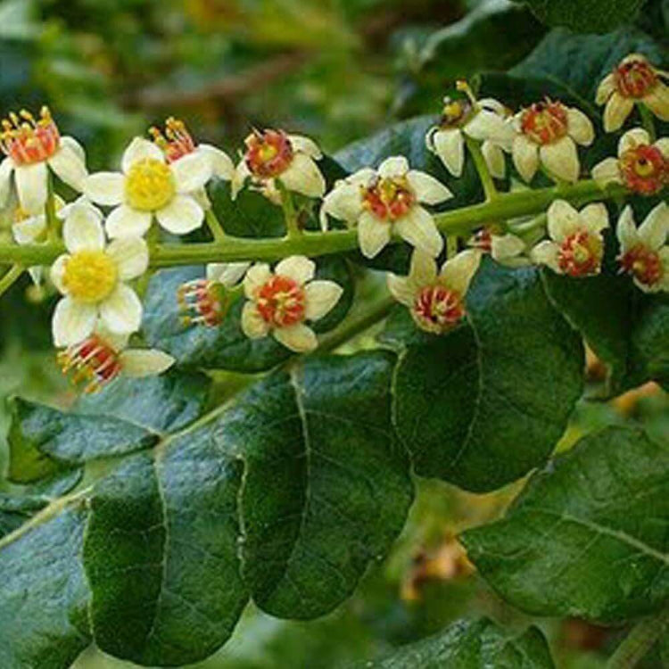 Frankincense Tree Seeds - Tree Plant Seeds for Home Gardens