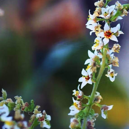 Frankincense Tree Seeds - Tree Plant Seeds for Home Gardens