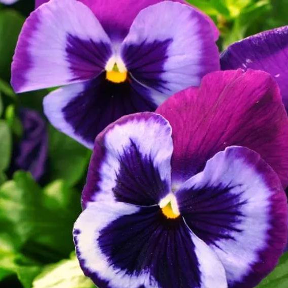 Freefall Pansy Seeds 