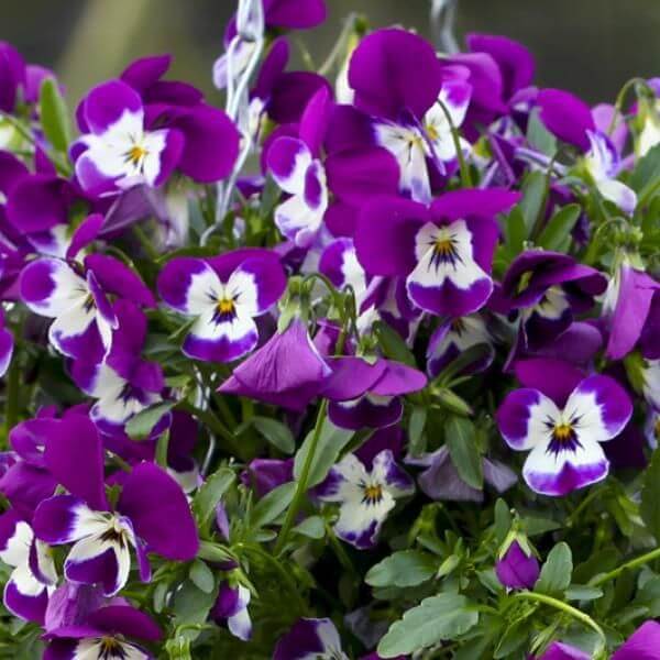 Freefall Pansy Seeds 