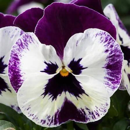 Freefall Pansy Seeds 