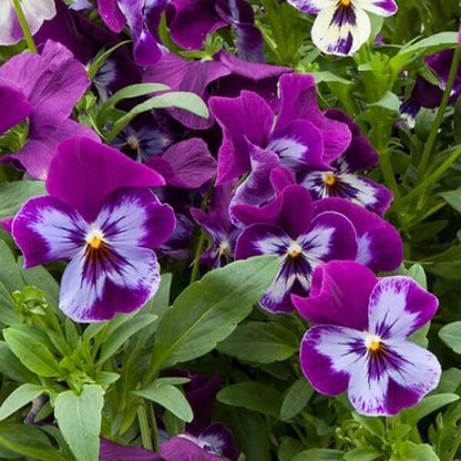 Freefall Pansy Seeds 