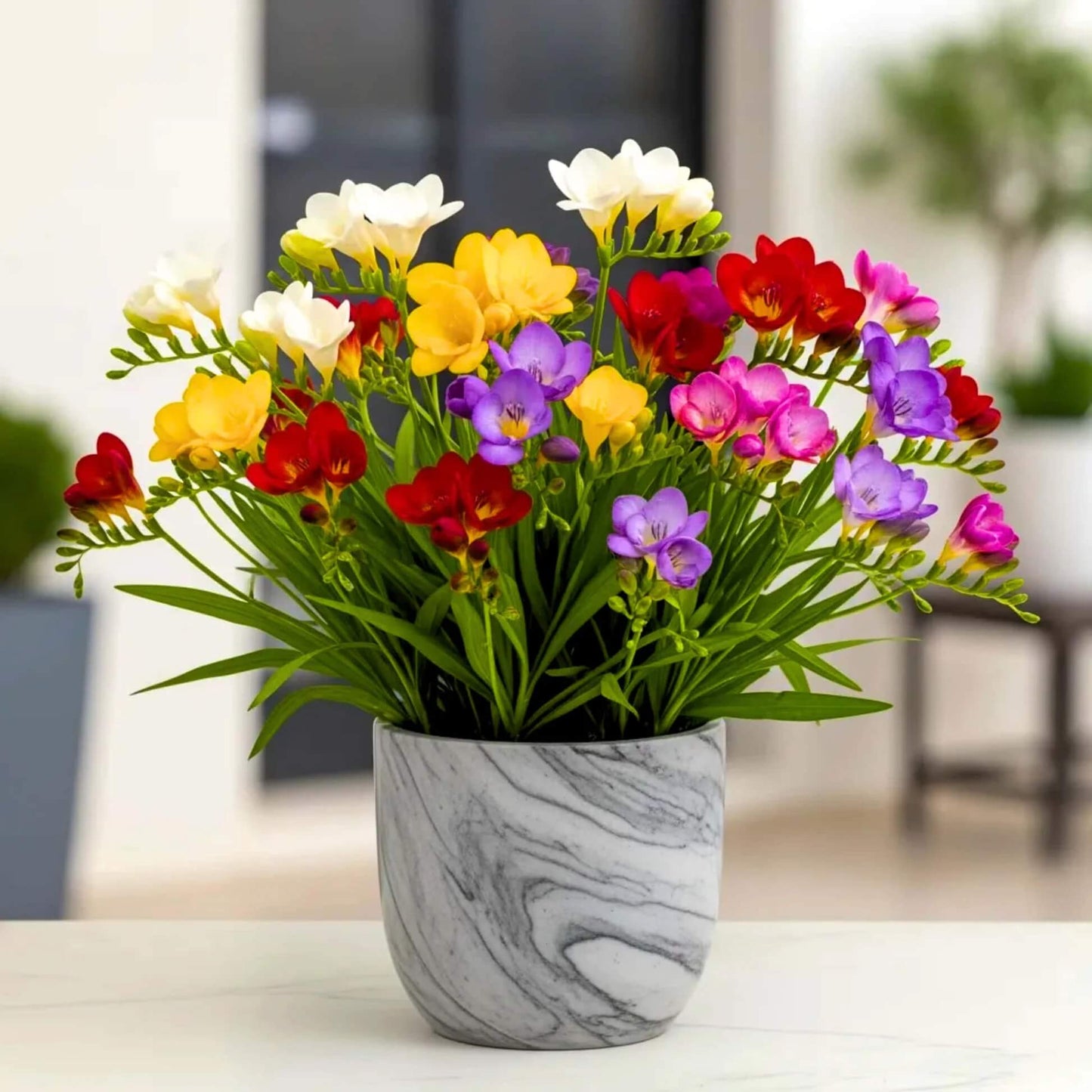 Freesia Seeds - Flower Plant