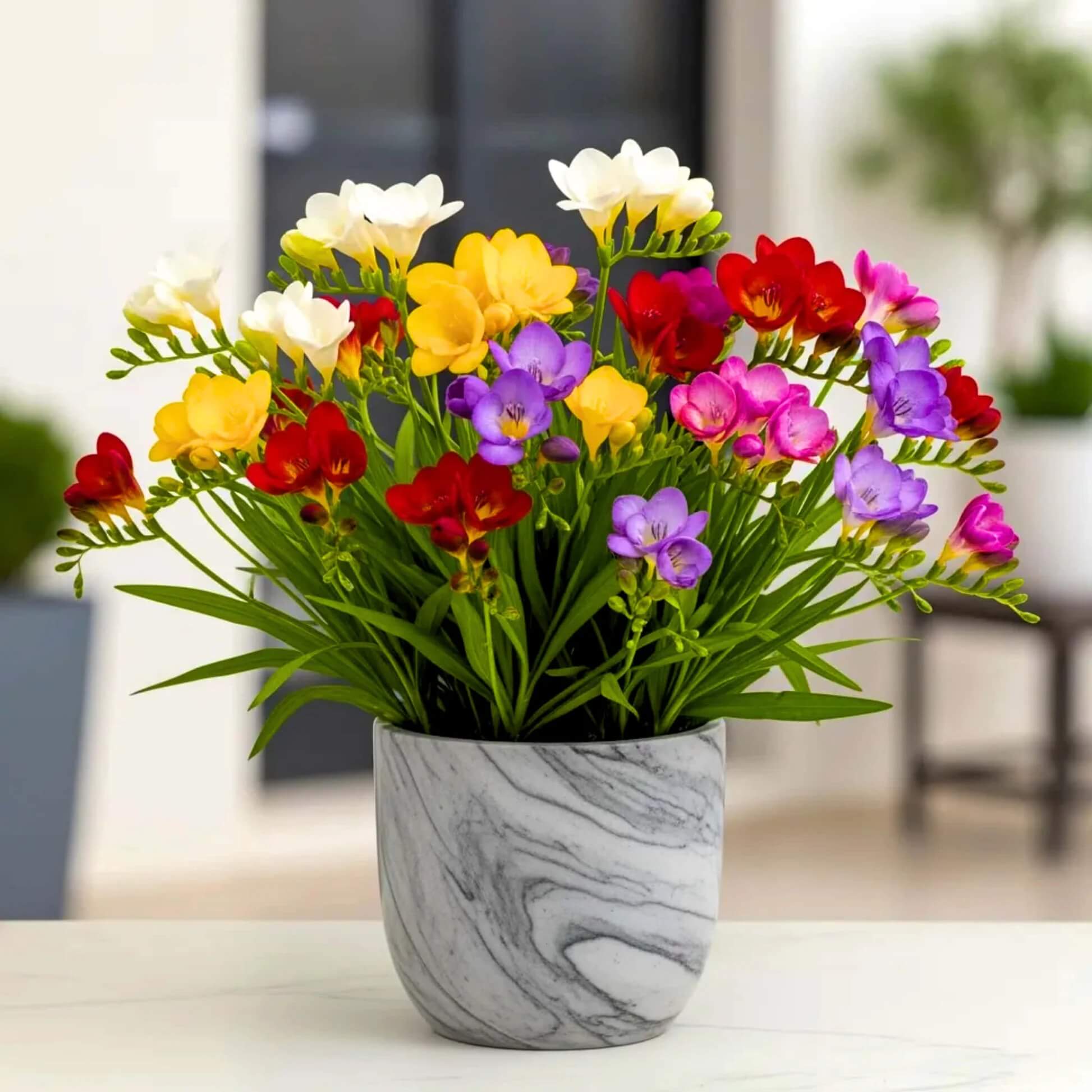 Freesia Seeds - Flower Plant