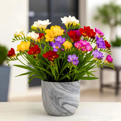 Freesia Seeds - Flower Plant