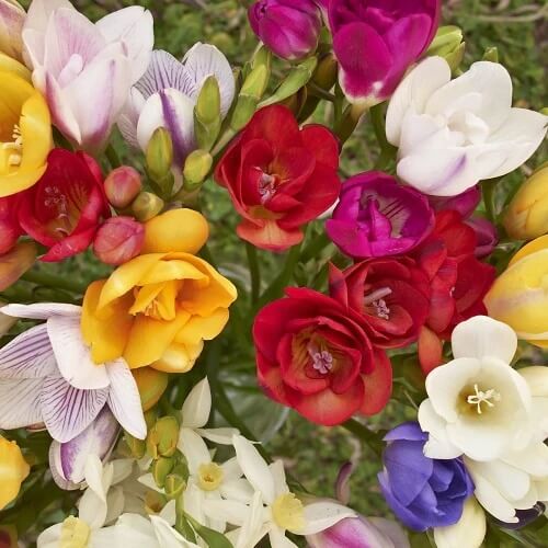 Freesia Seeds - Flower Plant
