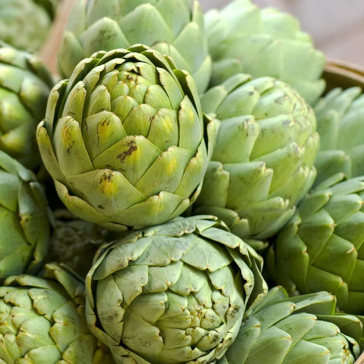 French Artichoke Seeds