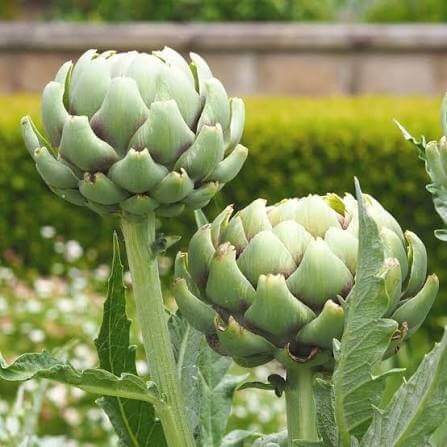 French Artichoke Seeds