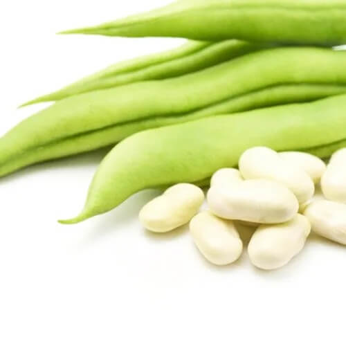 French Bean Seeds