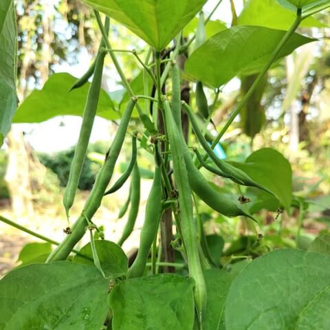 French Bean Seeds