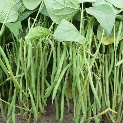 French Bean Seeds