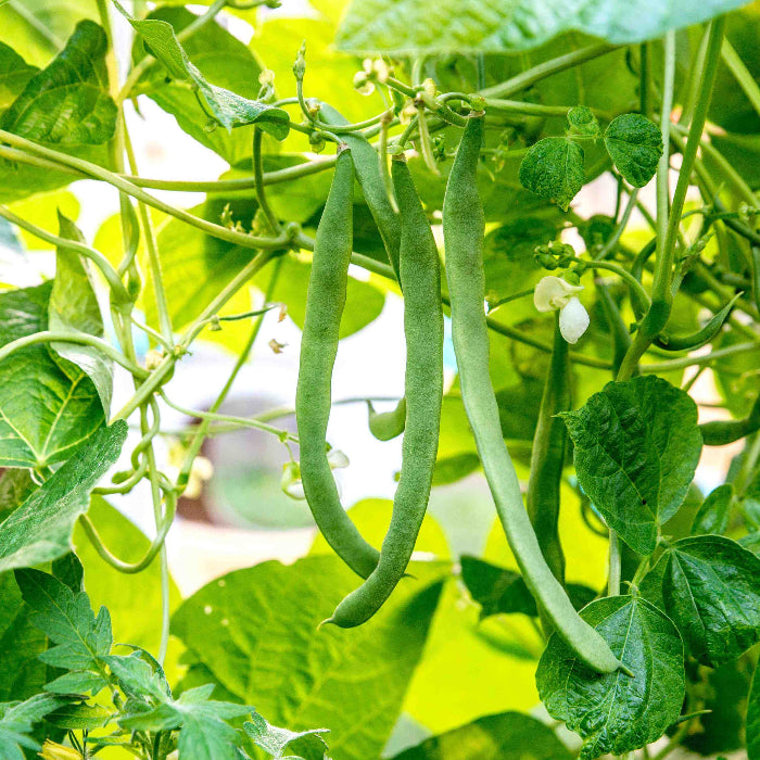 French Bean Seeds