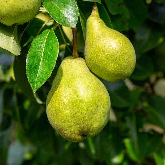 French Butter Pear Seeds