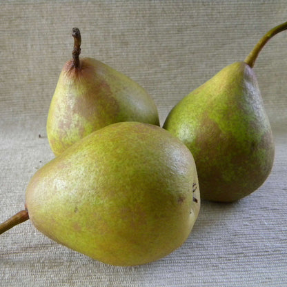 French Butter Pear Seeds