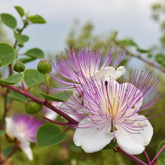 French Caper Bush Seeds 