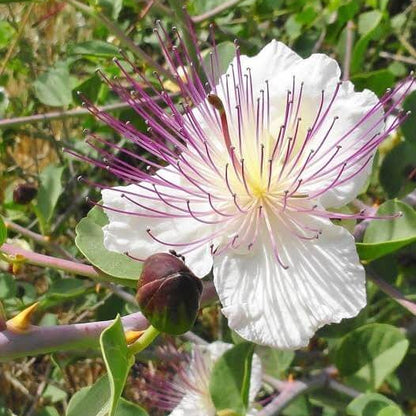 French Caper Bush Seeds 