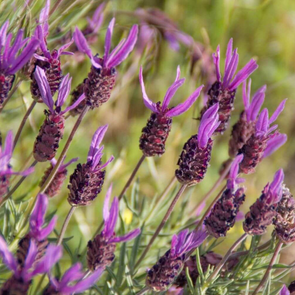 French Lavender Seeds - Flower Plant