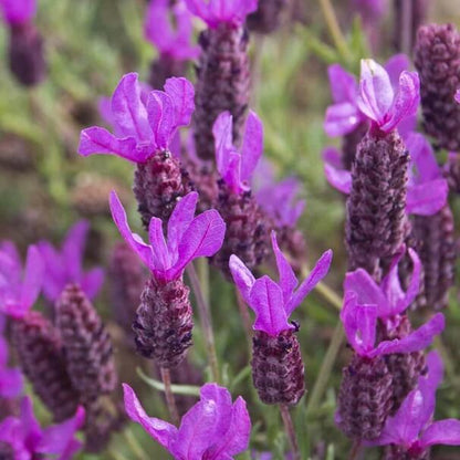 French Lavender Seeds - Flower Plant