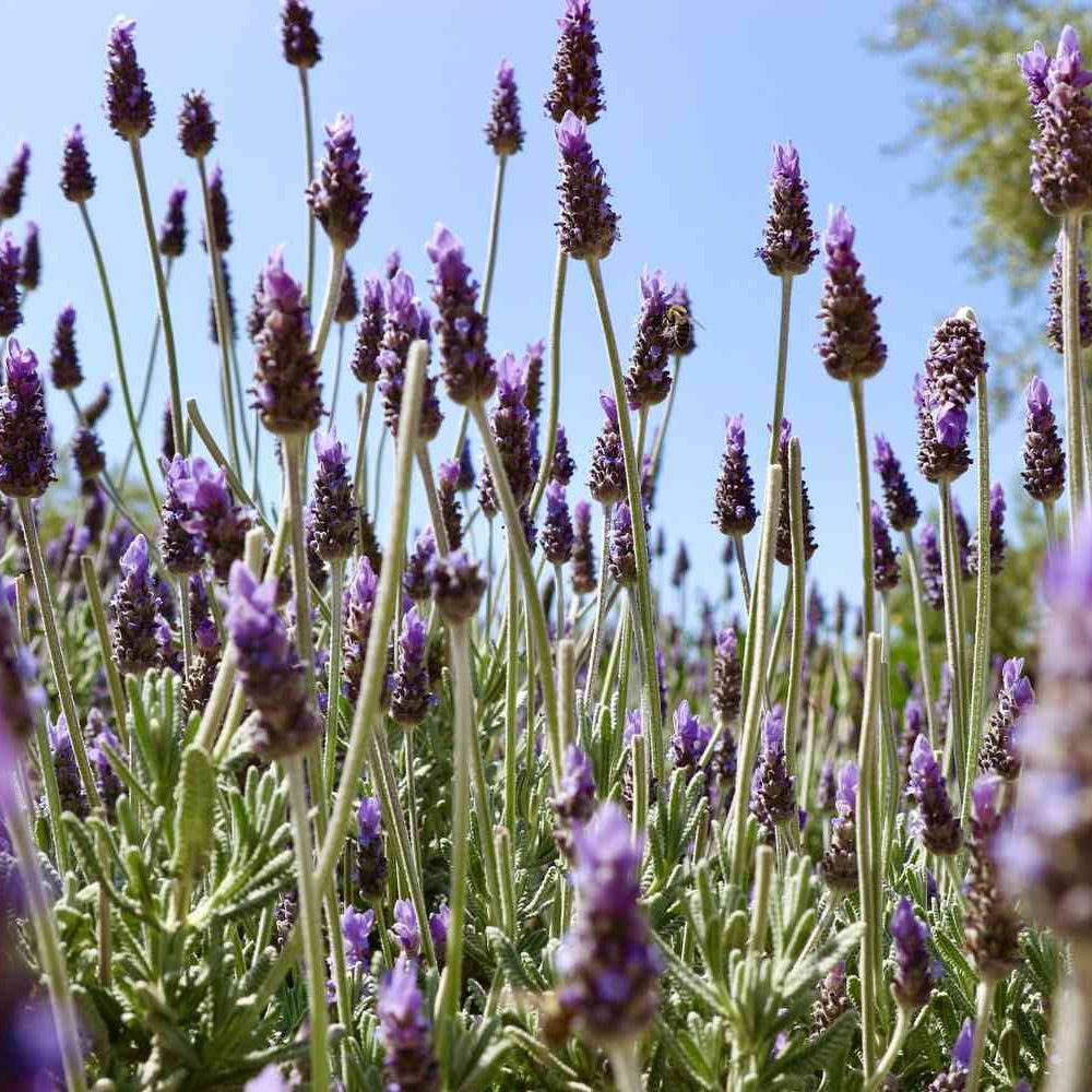 French Lavender Seeds - Flower Plant