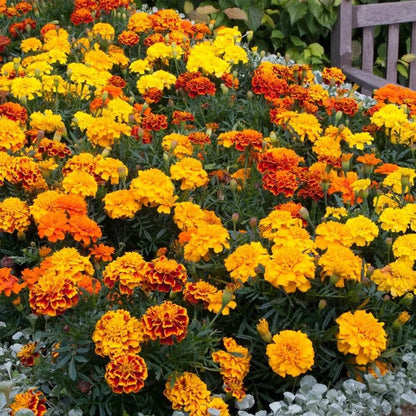 French Marigold Petite Mix Seeds - Heirloom Flower Plant for Home Gardens