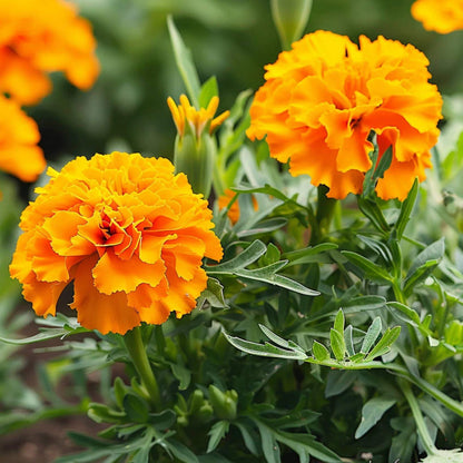 French Marigold Petite Mix Seeds - Heirloom Flower Plant for Home Gardens