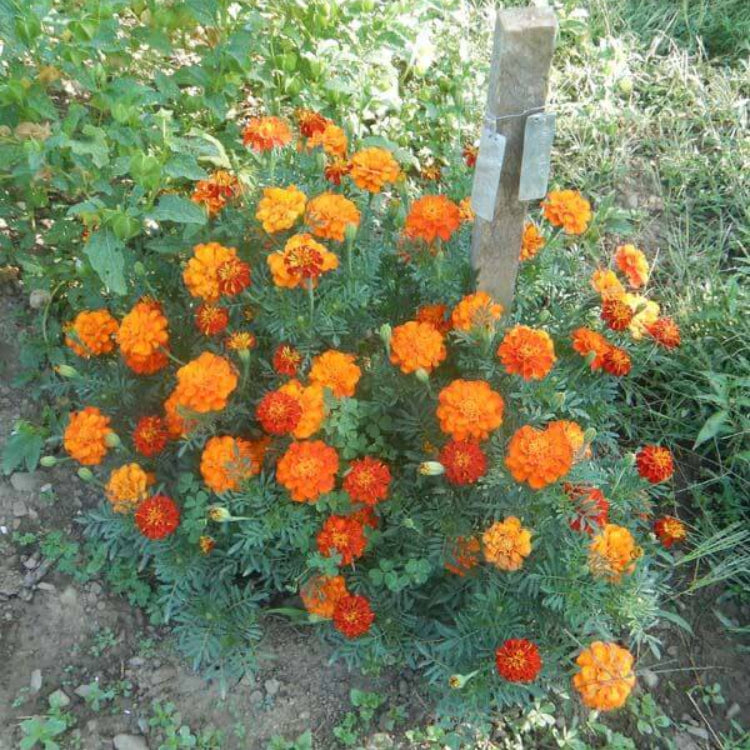 French Marigold Petite Mix Seeds - Heirloom Flower Plant for Home Gardens