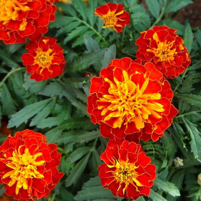 French Marigold Seeds - Flower Plant