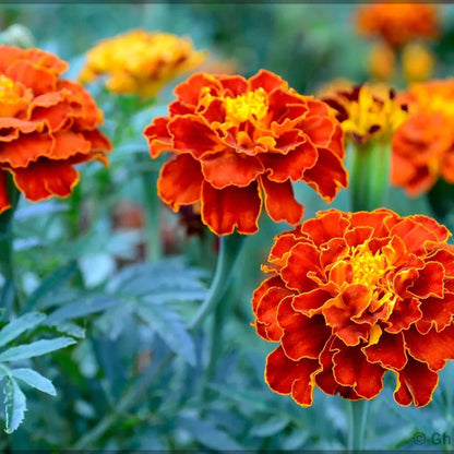 French Marigold Seeds - Flower Plant