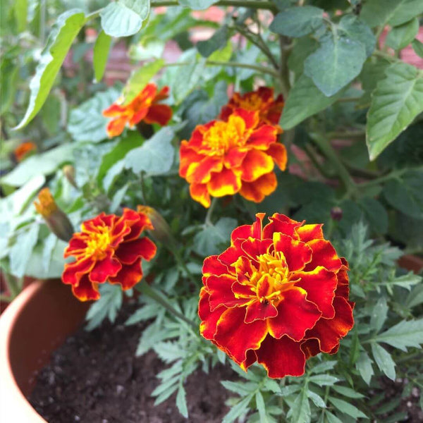 French Marigold Seeds - Flower Plant