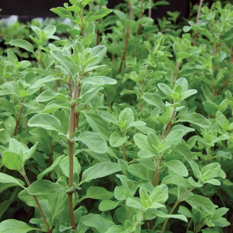 French Marjoram Seeds - Herbal Plant for Home Gardens